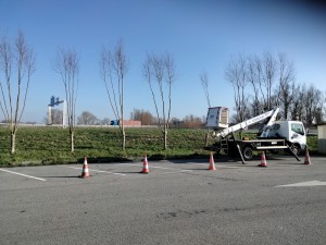 Photo de galerie - Elagage et coupe d'arbres