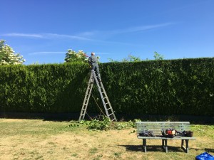 Photo de galerie - Taille de haies et d'arbustes