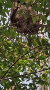 Photo de galerie - Nid de frelons asiatiques repéré en hauteur, avant intervention