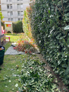 Photo de galerie - Taille de haies et évacuation des déchets verts 