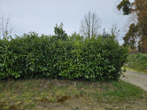 Photo de galerie - Taille de haies et d'arbustes