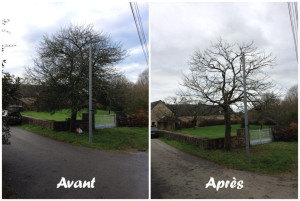 Photo de galerie - élagage ou taille douce de vos arbres