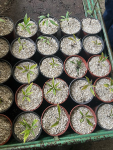 Photo de galerie - L’aménagement commence par la connaissance des végétaux 