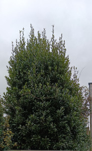 Photo de galerie - Taille de haies et d'arbustes