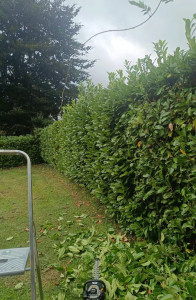 Photo de galerie - Taille de haie