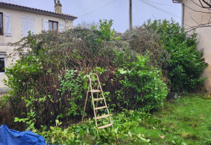 Photo de galerie - Taille et rabattage de haie avant après