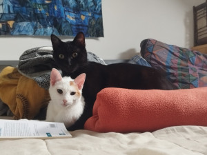 Photo de galerie - Chats contents !