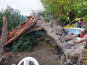 Photo de galerie - Elagage et coupe d'arbres