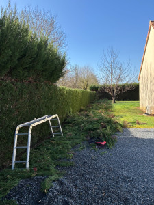 Photo de galerie - Taille d’une haie de cyprès sur les côtes et rabattage d’un mètre sur le dessus à la tronçonneuse et sécateur électrique 