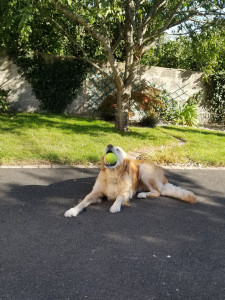 Photo de galerie - La chienne joue dehors, le jardin est clos.
