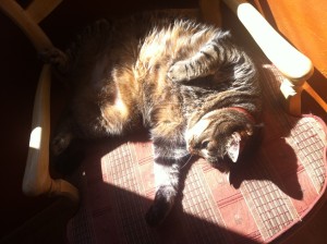 Photo de galerie - Garde animaux