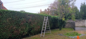 Photo de galerie - Élagage de haie tuya