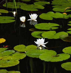 Photo de galerie - Service aides à la personne aux différentes tâches 