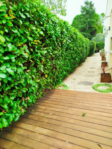 Photo de galerie - Taille à la française de lauriers palmes datant de 45 ans ! Longueur de 30 mètres linéaires sur face recto et verso et hauteur de 3m réduit de 1m pour être dans la norme vis à vis des voisins.