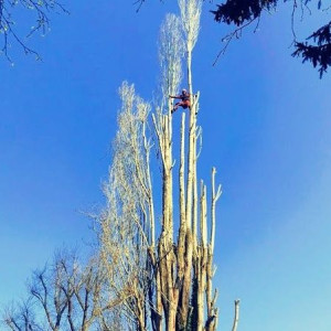 Photo de galerie - Elagage et coupe d'arbres