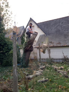 Photo de galerie - Elagage et coupe d'arbres