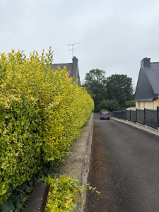 Photo de galerie - Taille de haies et d'arbustes