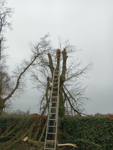 Photo de galerie - Elagage et coupe d'arbres