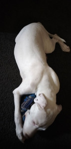 Photo de galerie - Chiot de 4mois (pitbull croisé staff)