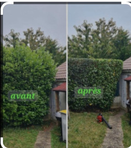 Photo de galerie - Taille de haie 