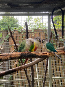 Photo de galerie - Garde animaux