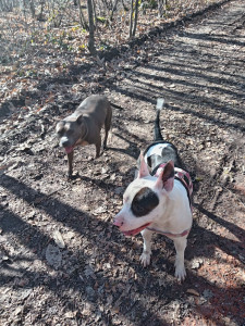 Photo de galerie - Balade en forêt 