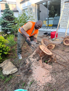 Photo de galerie - Bonjour je suis disponible pour faire votre Elagage ou coupe d’arbres