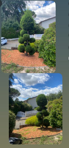 Photo de galerie - Taille de haies