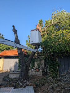 Photo de galerie - Abattage d'un marronnier mort
effectué par camion nacelle 

