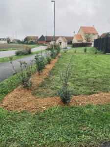 Photo de galerie - Plantation d’une haie diversifiée persistante ainsi qu’un paillage de protection.