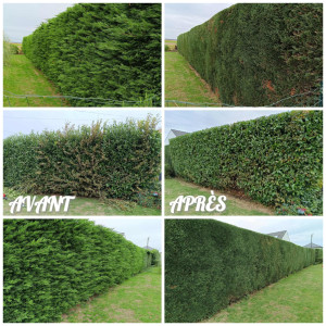Photo de galerie - Taille de haie cyprès + haie de lauriers 
(secteur Quiévrechain )