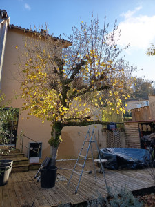 Photo de galerie - Petit élagage, taille de l'année sur un noisetier en tête de chat. AVANT