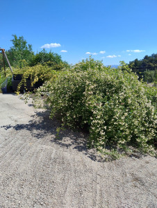 Photo de galerie - Elagage et coupe d'arbres