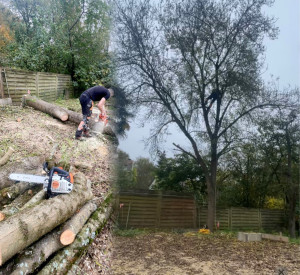 Photo de galerie - Démontage d’un frêne au bord du clain en rétention 