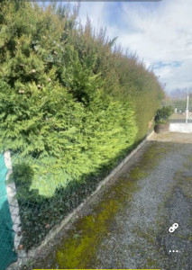 Photo de galerie - Taille de haie avant 