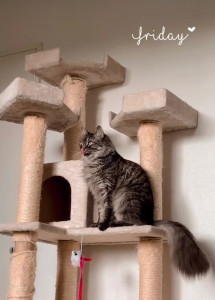 Photo de galerie - Garde à son domicile de ce chat pendant les vacances de sa propriétaire 