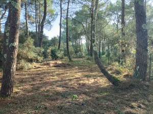 Photo de galerie - Débroussaillage sous bois