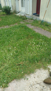 Photo de galerie - Tonte de pelouse - Débroussaillage