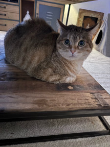 Photo de galerie - Voici Mimi que j’ai gardé une semaine ?