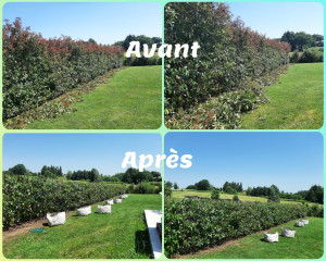 Photo de galerie - Taille de haies et d'arbustes