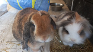 Photo de galerie - Garde de Clown et Flocon, en liberté dans le salon