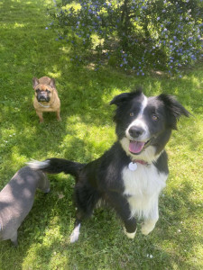 Photo de galerie - Chien 