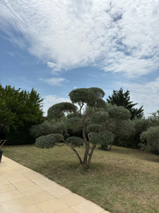 Photo de galerie - Taille en nuage 