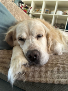 Photo de galerie - Garde d’animaux