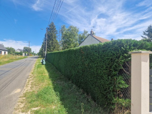 Photo de galerie - Taillage d’une haie de sapin