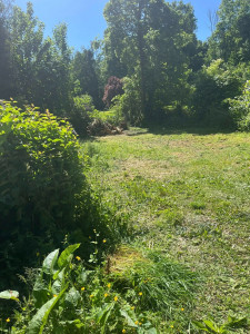 Photo de galerie - Et on se retrouve après l'abattage et le broyage des résidus végétaux 