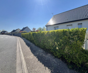 Photo de galerie - Taille de haie 