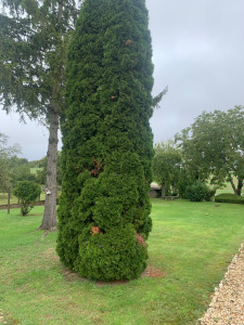 Photo de galerie - Entretien jardin