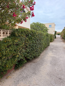 Photo de galerie - Taille de haie sur Le Barcares