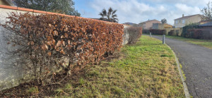 Photo de galerie - Taille automnale 